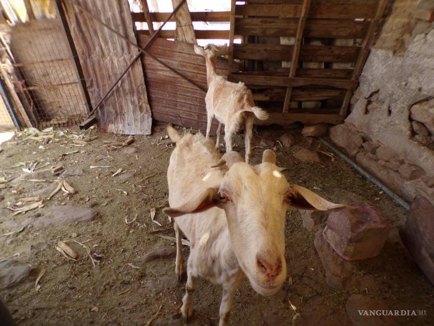 $!Don Memo se dedica a cuidar el rancho propiedad de una familia de apellido Ascacio.