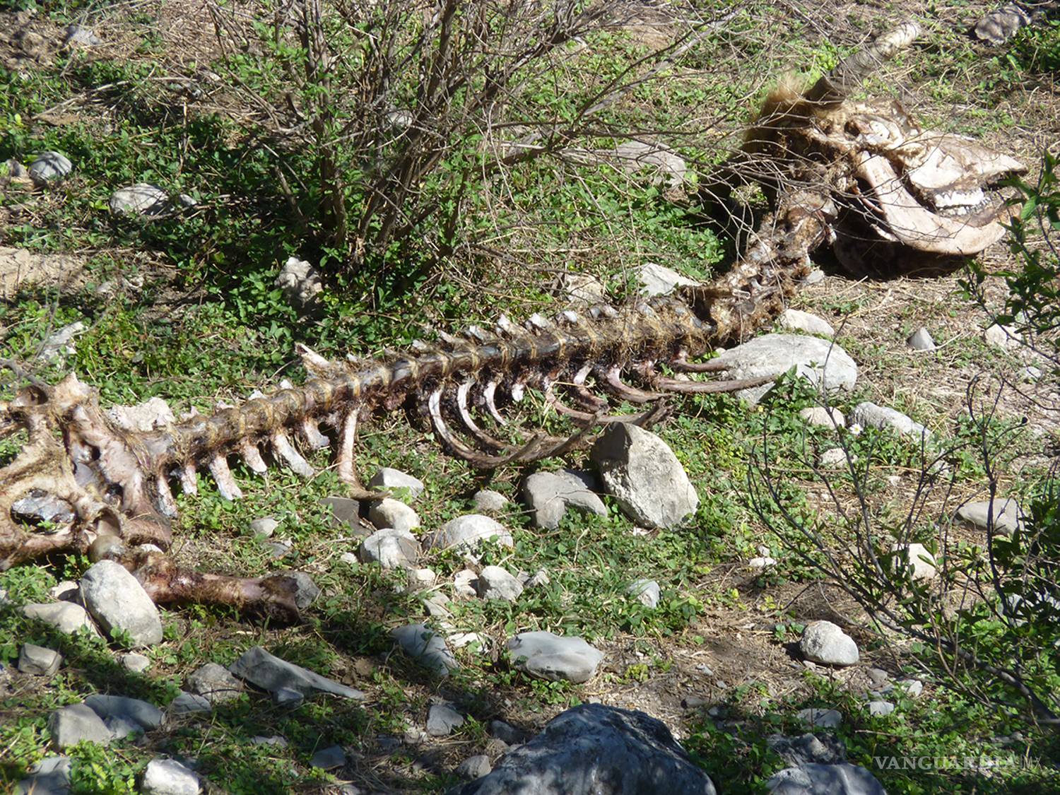$!Cercaron el cerro, les mataron a sus animales, tumbaron sus chozas y ¡los despojaron de sus tierras!