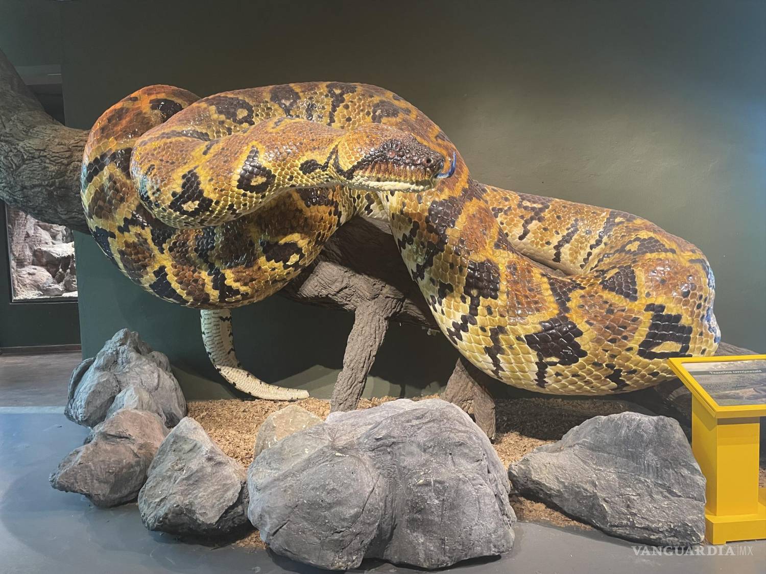 $!¿Sabías que hace 60 millones de años existió una de la serpientes más grandes en la historia de la Tierra?