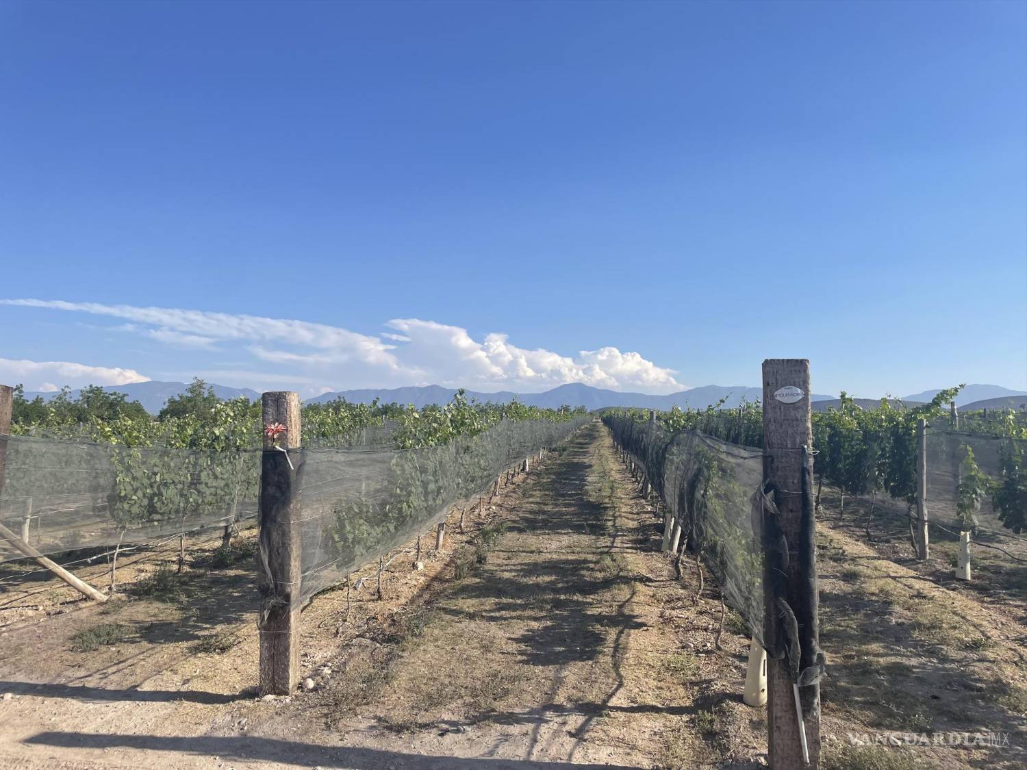 $!Hacienda Florida organiza cada año su Fiesta de la Vendimia, en donde también participan artistas de talla internacional.