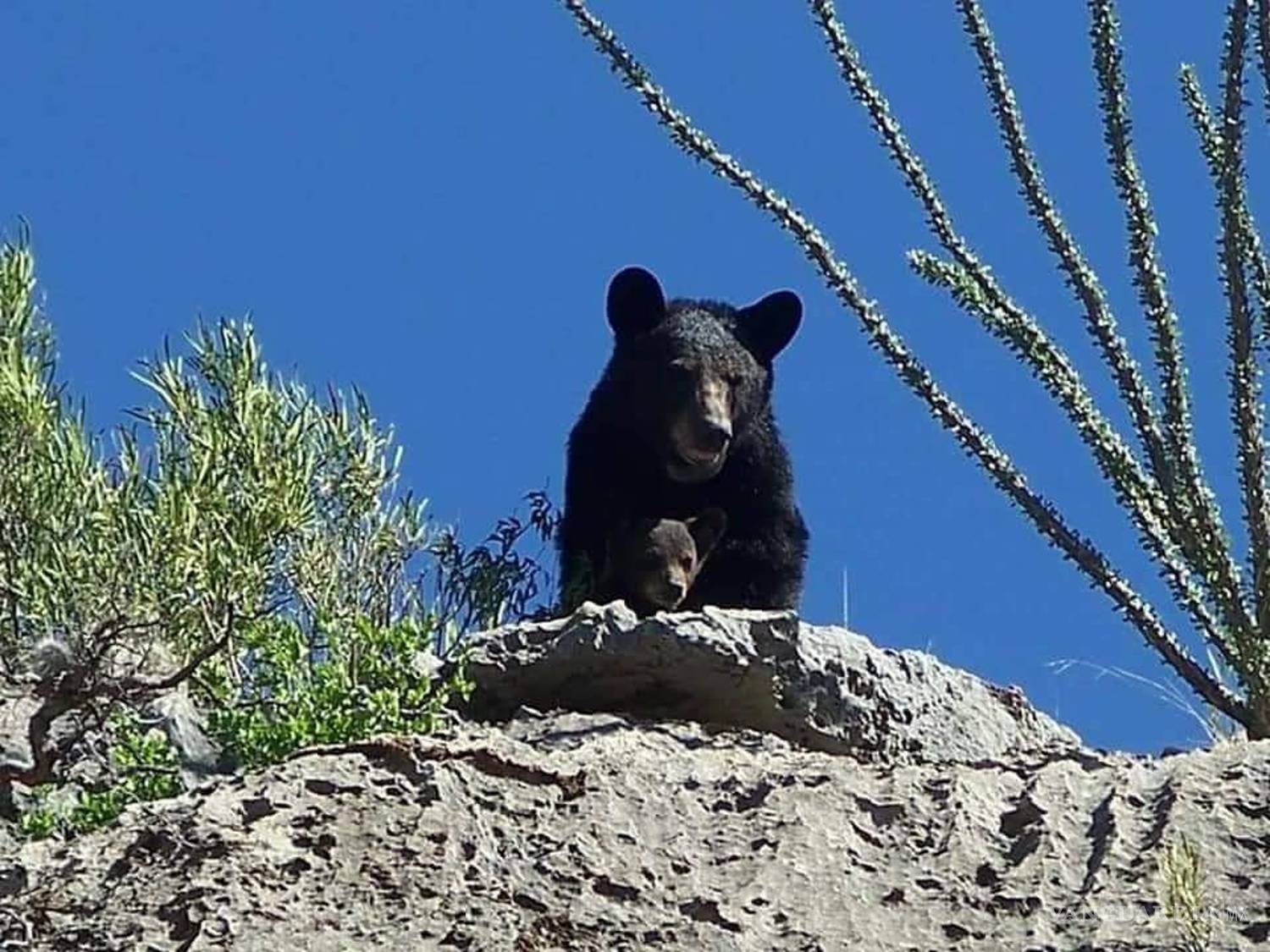 $!La más evidente razón para que esta zona sea protegida, su fauna. Foto de Julio Cesar Mújica.