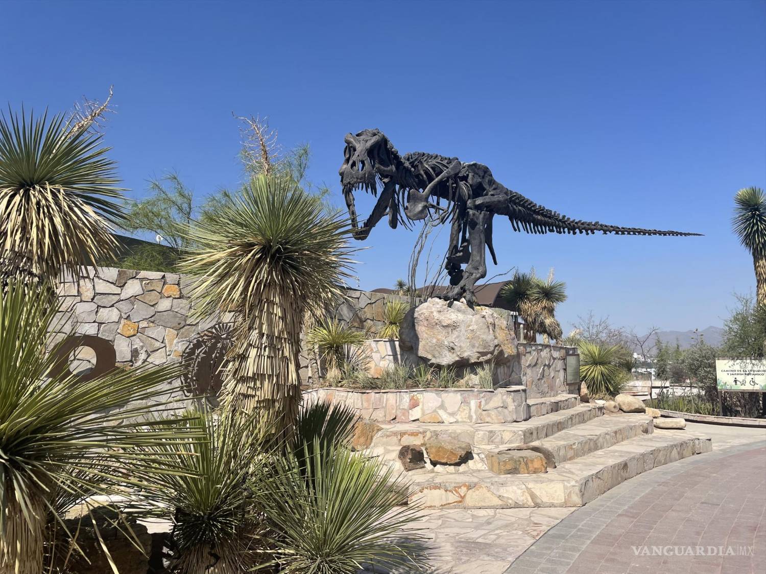 $!Un enorme T-rex es quien te recibirá en la entrada del icónico Museo del Desierto.