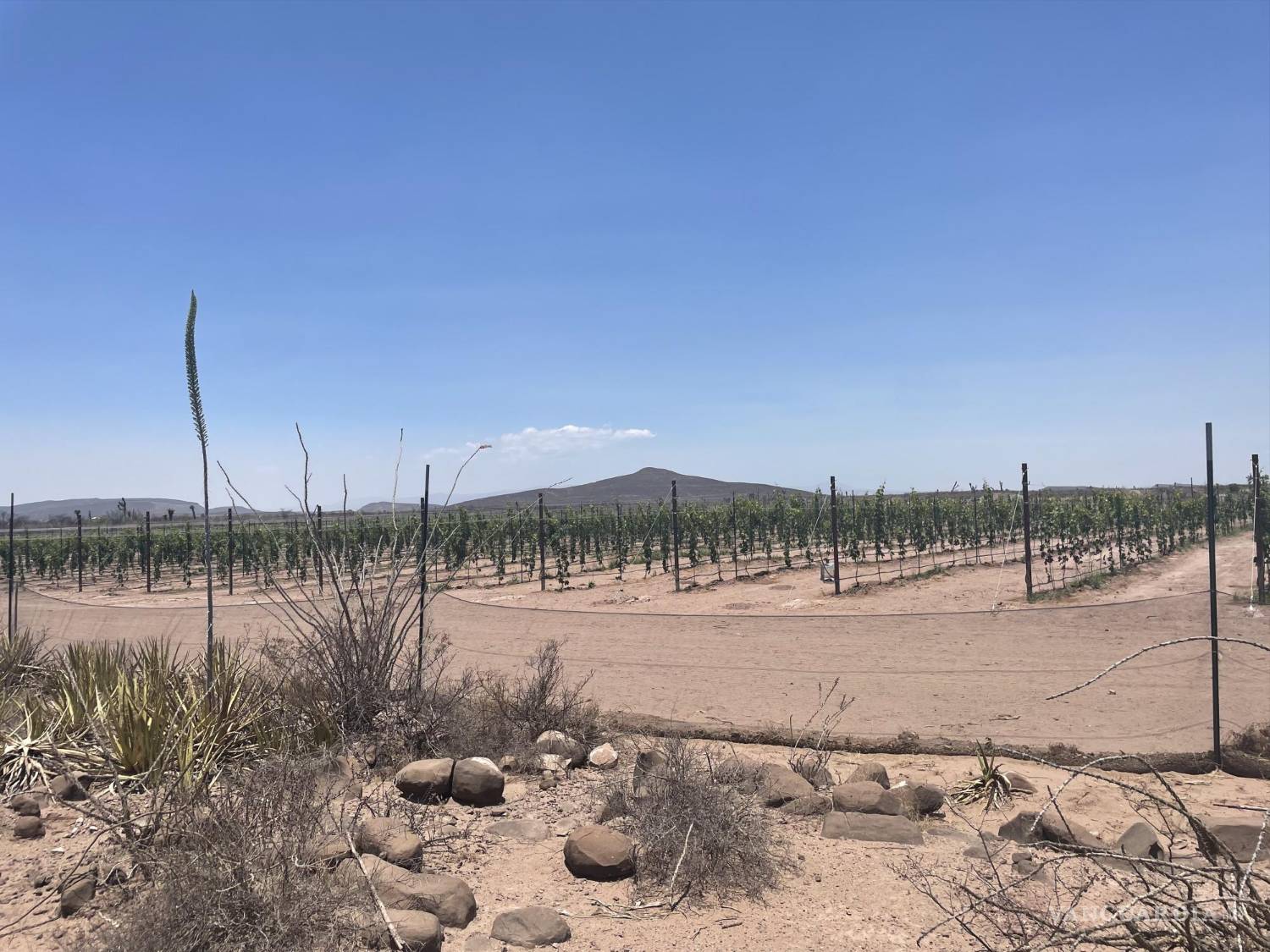 $!Bodega Amonites se encuentra a pocos kilómetros de Rincón Colorado, por lo que mezcla la paleontología y la vitivinocultura.