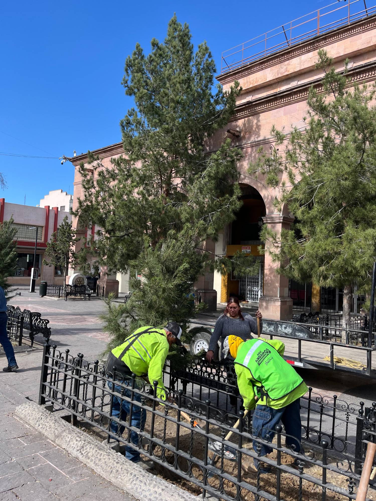 $!Personal de la Dirección de Medio Ambiente trabaja en la reposición de los árboles talados en la Plaza de Armas de Saltillo.