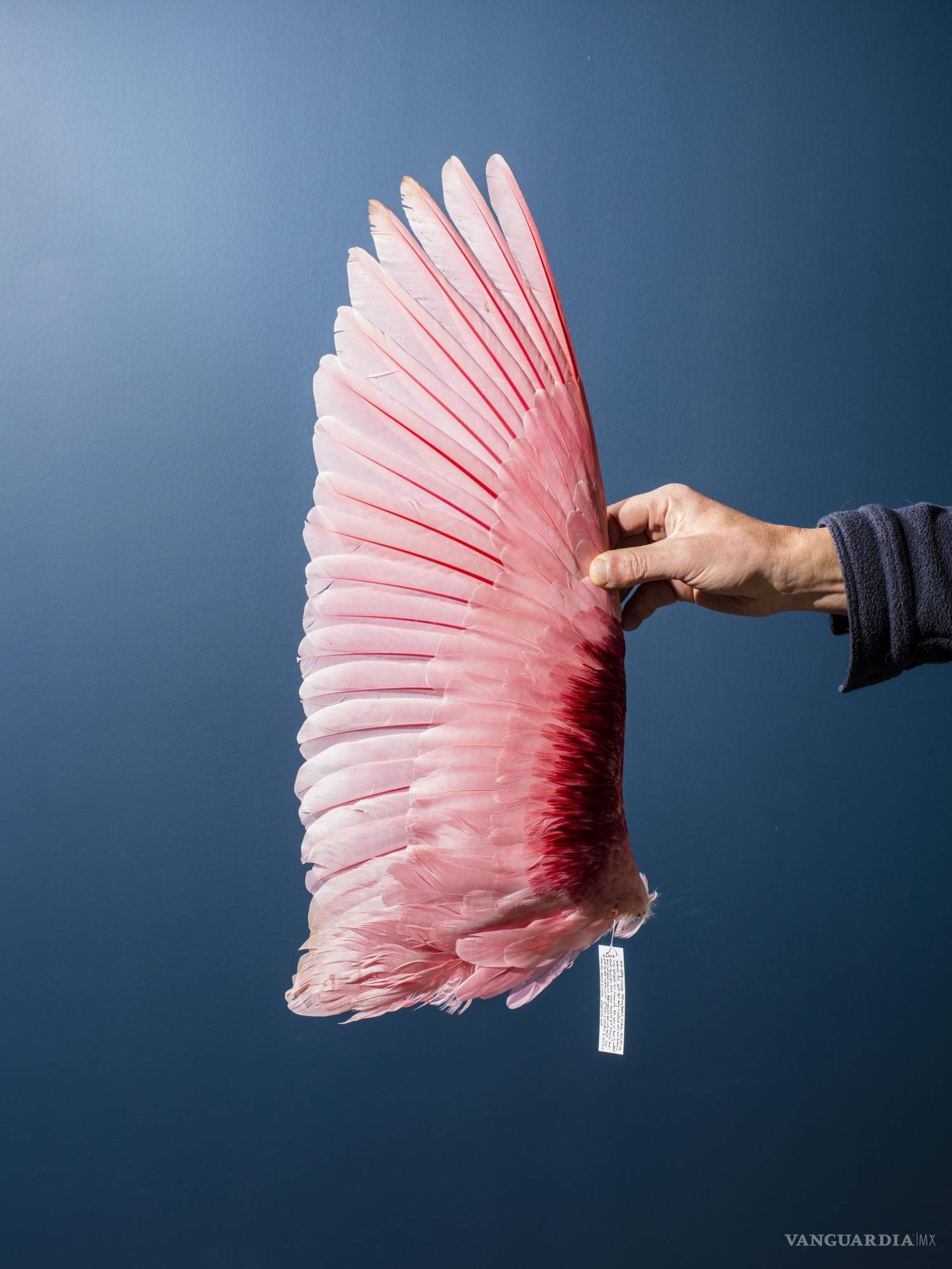 $!Un ala de ave espátula rosada, debajo de sus plumas de vuelo se esconden las filoplumas, sensores minúsculos que ayudan a controlar el plumaje en el aire.