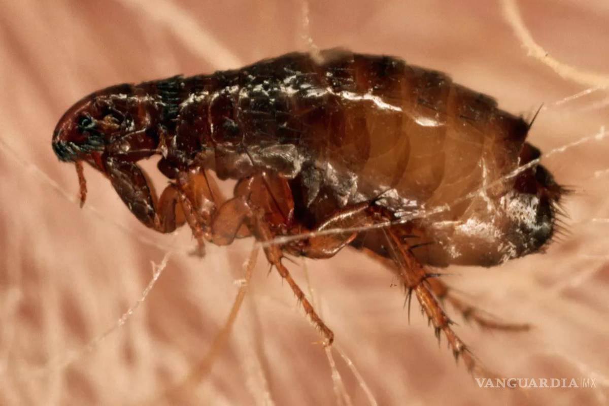 $!¿Qué es la rickettsiosis?... estos son los insectos que transmiten esta rara enfermedad