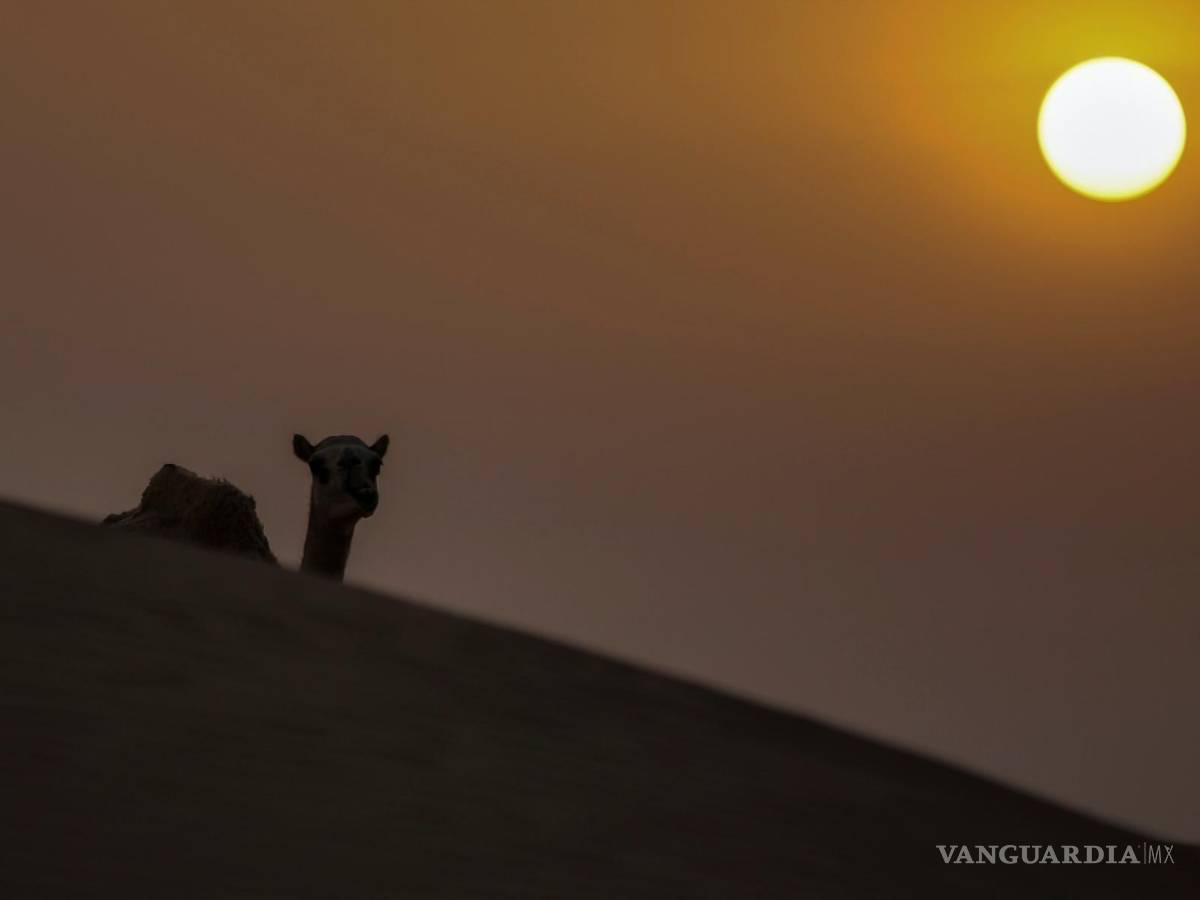 $!Un camello camina por el desierto durante la puesta de sol y antes de la salida de la Superluna llamada ‘Buck Moon’ en las afueras del emirato del Golfo de Dubai.