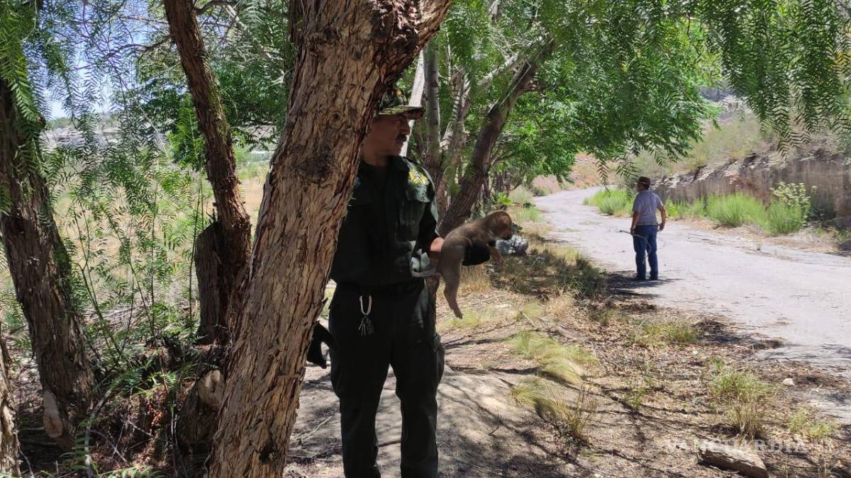 Rescatan a 18 cachorros en la sierra de Zapalinamé