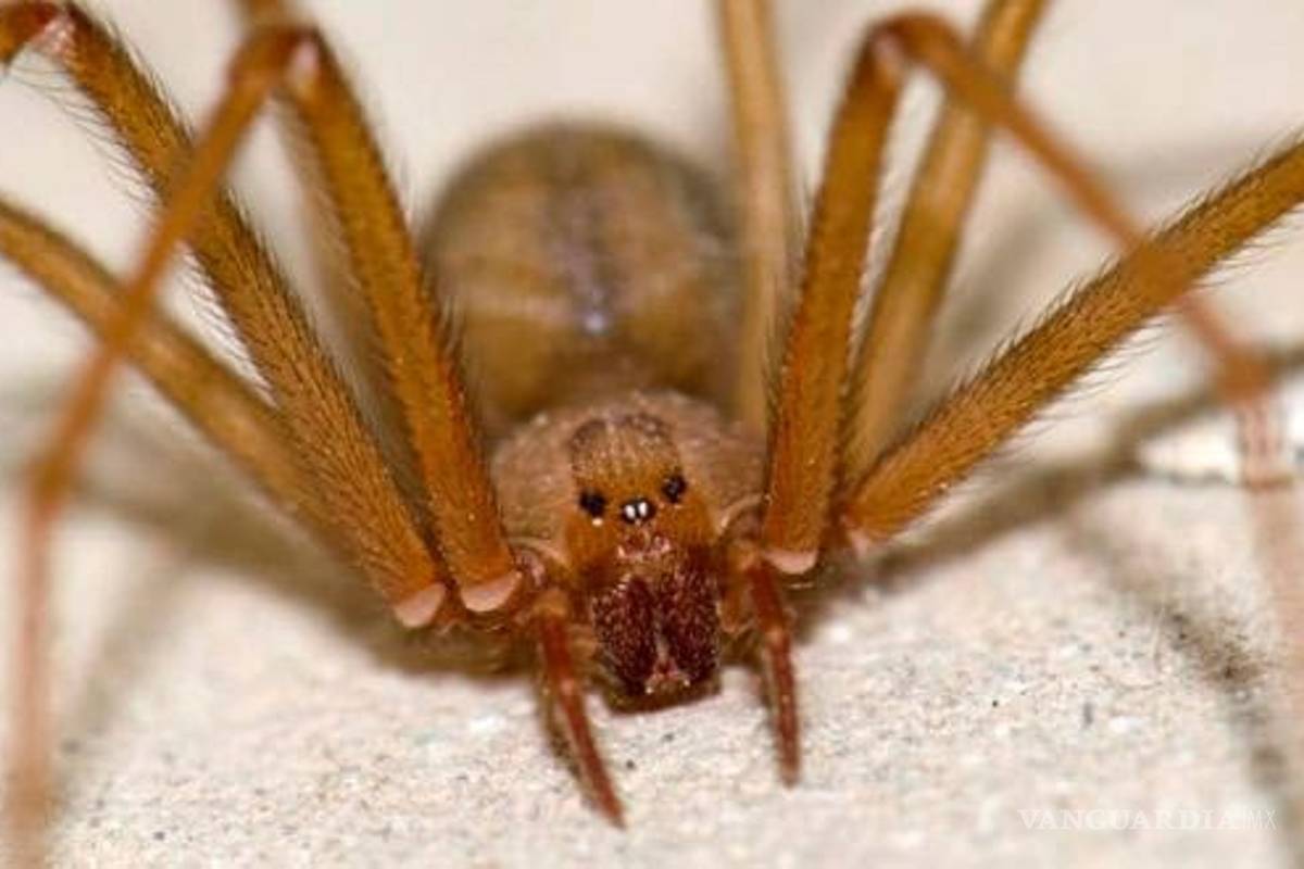 Descubren primera araña violinista proveniente del Valle de México