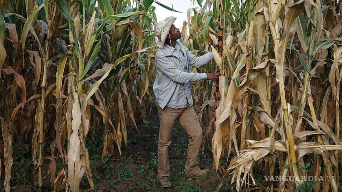 Cosecha de maíz en México está 35% abajo de la media mundial
