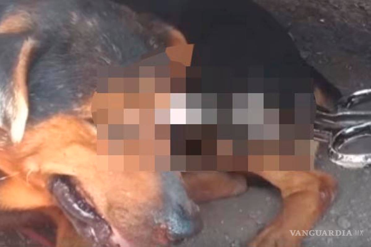 Perrito es cruelmente atacado: le clavan tijeras en un ojo