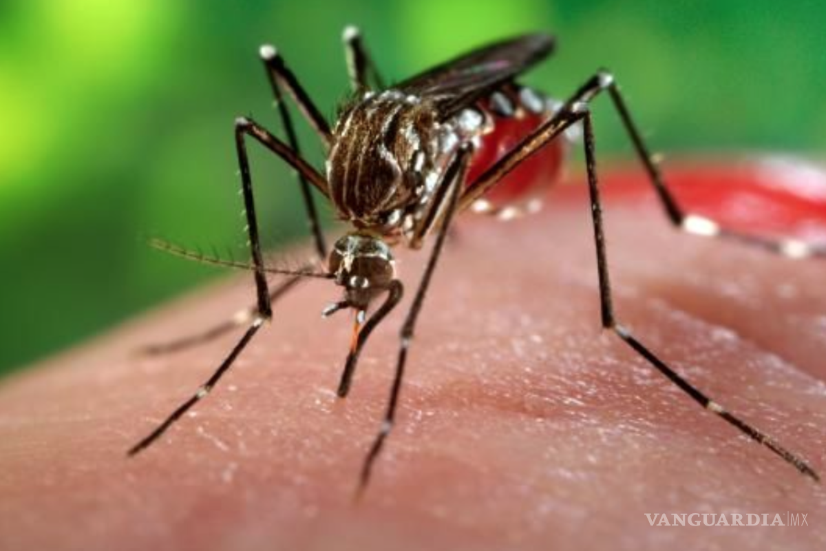Zika, Chikungunya o Dengue, ¿Cuál es más peligroso?