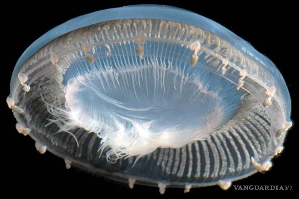 Medusas que inspiran a la ciencia
