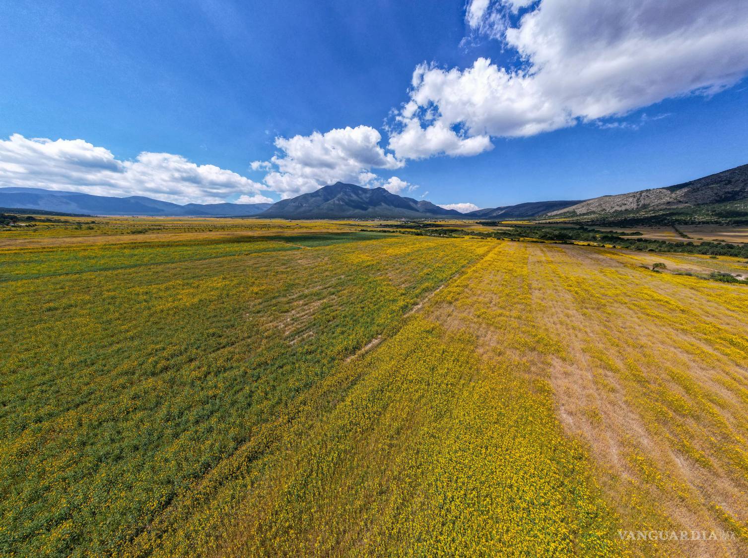 $!Entre las recomendaciones de manejo, se sugiere impedir que la planta llegue a semillar y pasar la rastra para incorporar los residuos al suelo como abono orgánico.