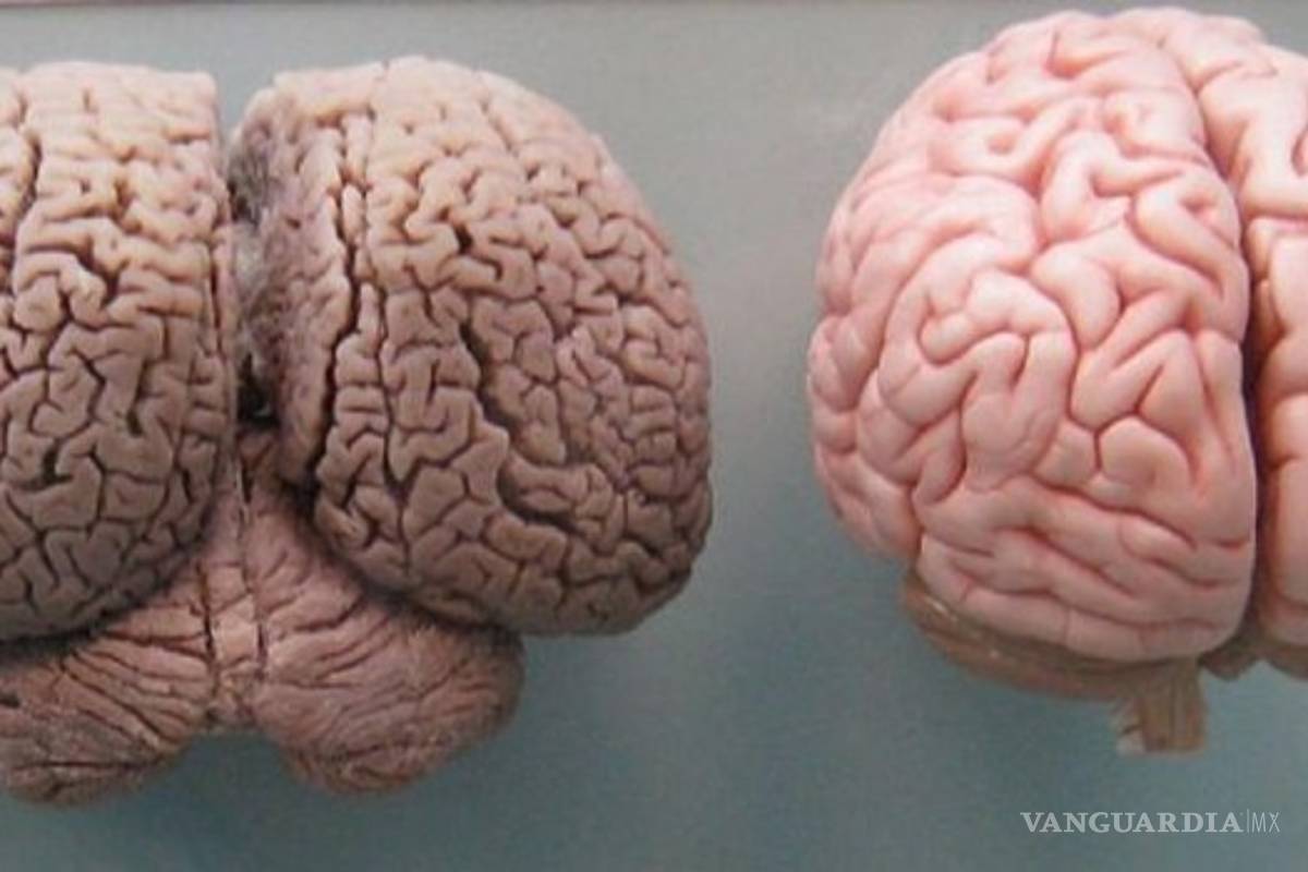 Cuanto más grande es el cerebro, mejor se resuelven los problemas