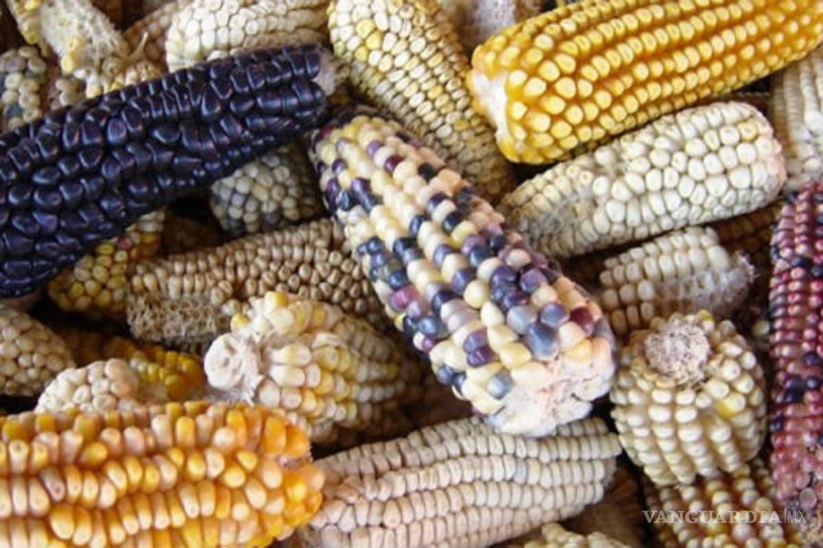Daños irremediables si se levanta veto a maíz transgénico, alertan