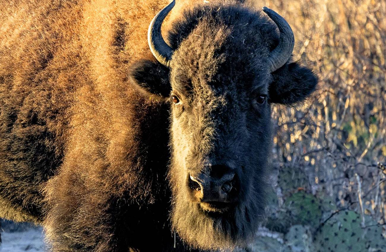 Iyané: el regreso del guardián del desierto