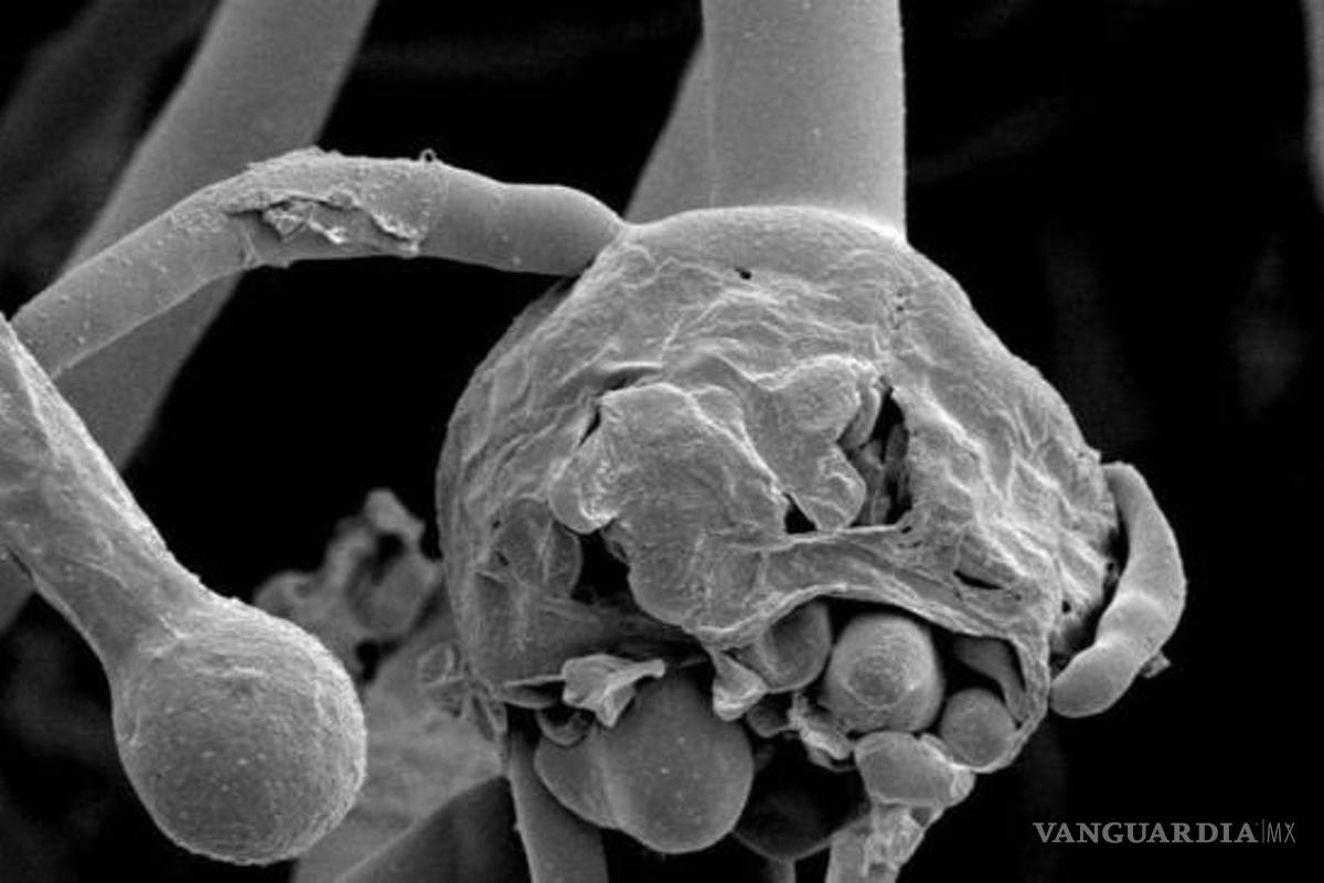 ¿Es contagioso el hongo negro?, lo que hay que saber