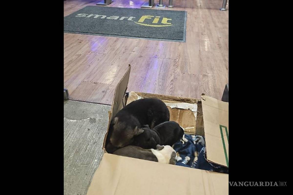Abandonan a cachorros afuera de gimnasio en Saltillo; son adoptados en tiempo récord