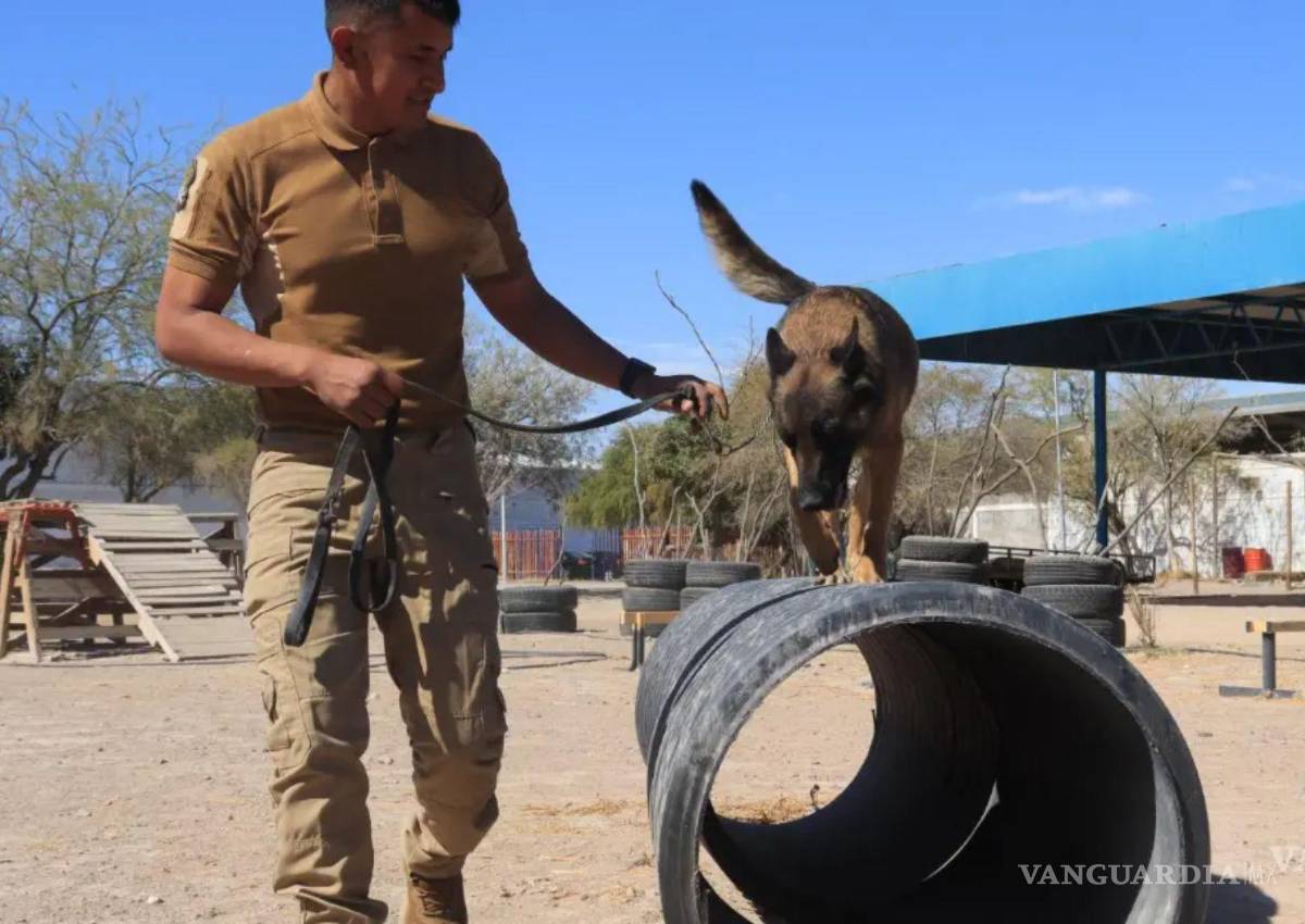 Tendrá Comisión de Búsqueda de Coahuila su propio binomio canino