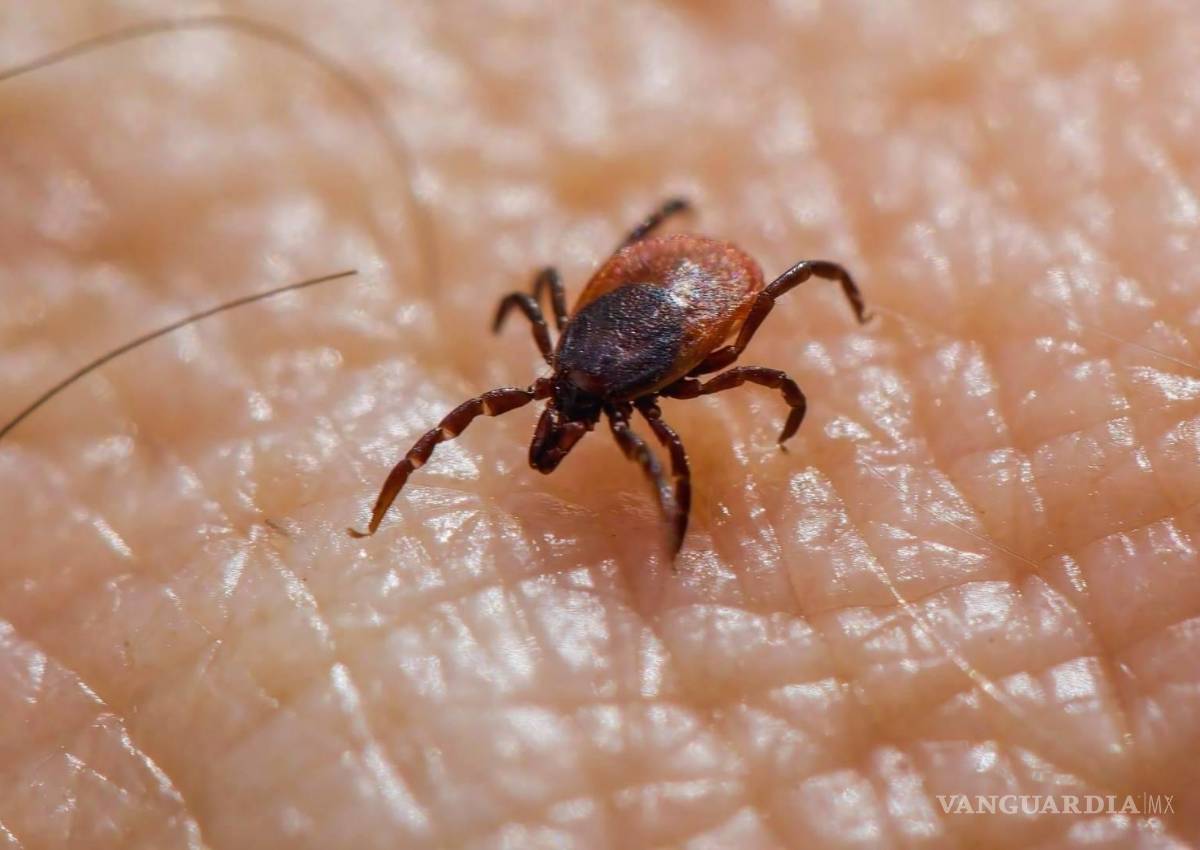 Coahuila: Rickettsia cobra la vida de al menos cuatro niños