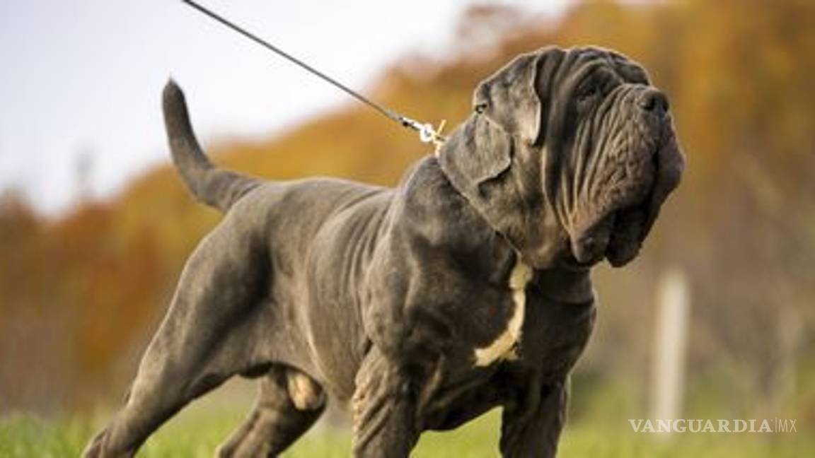 $!Mujer rescata a perro de maltrato... la mata mientras dormía