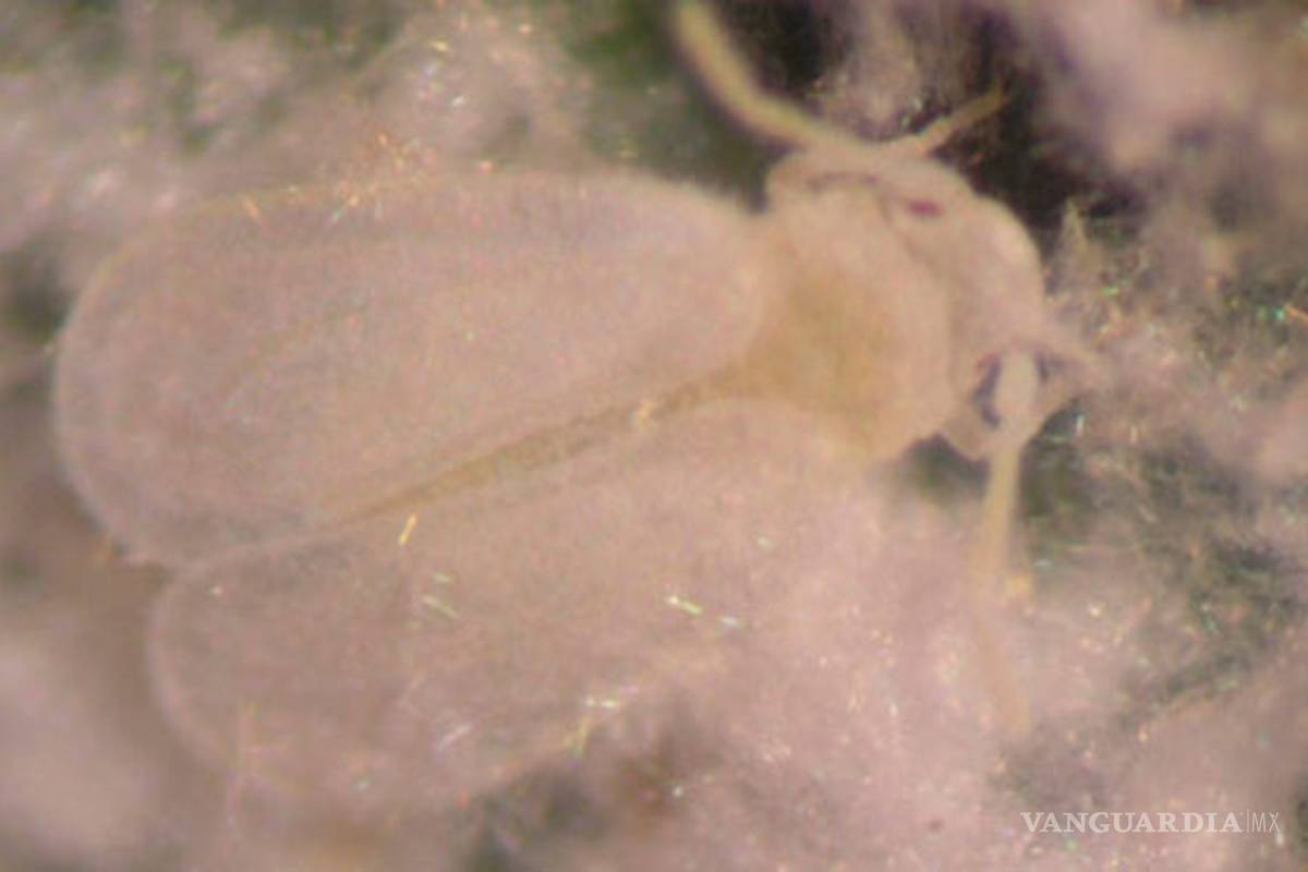 La mosca blanca, la plaga que amenaza a la agricultura mundial