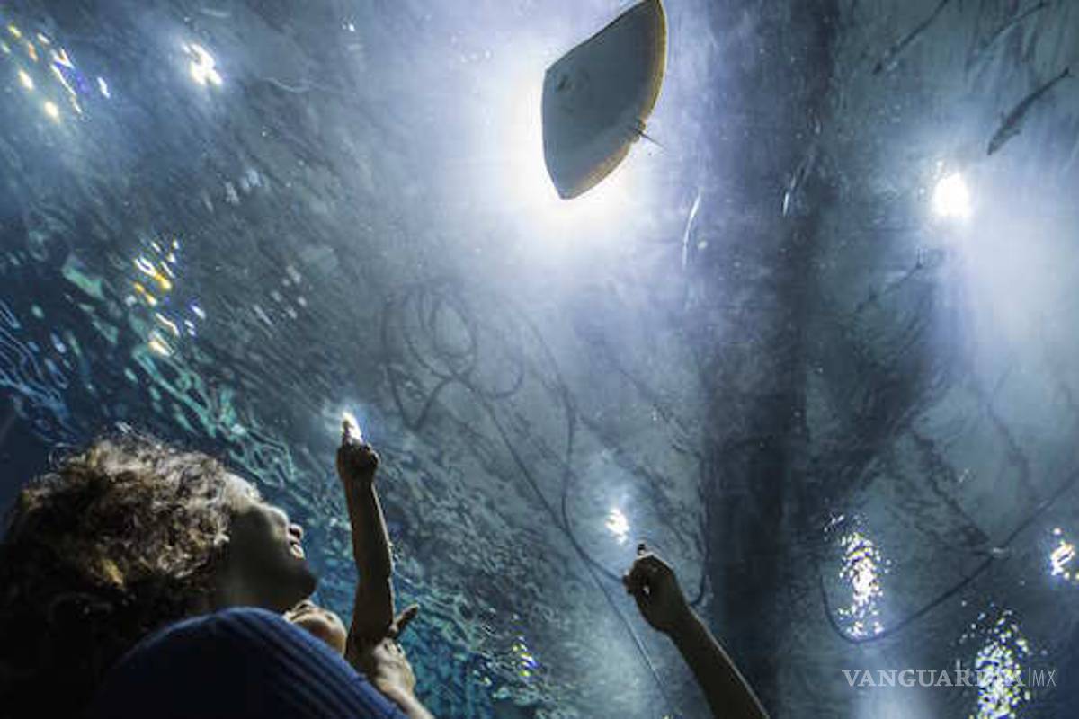 Río de Janeiro inaugurará el acuario más grande de Latinoamérica; visitantes podrán nadar con tiburones