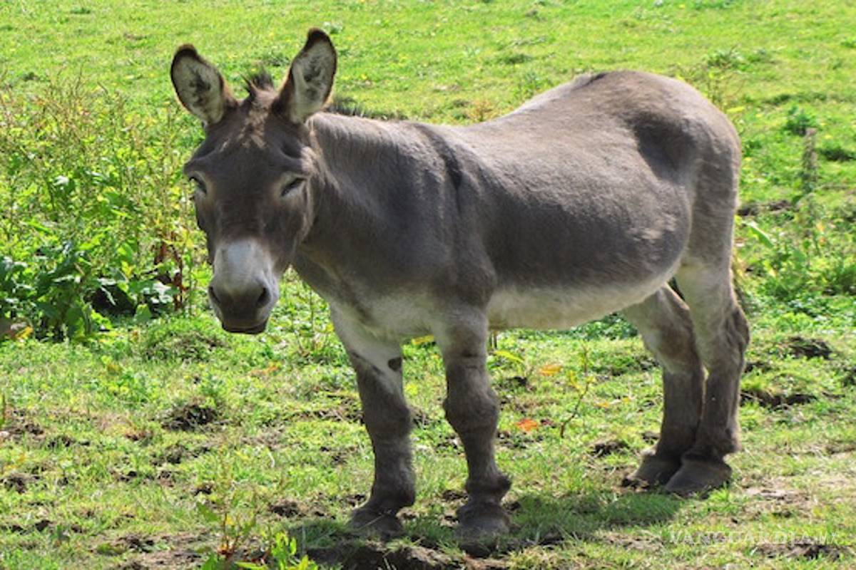 Quince menores contraen rabia luego de tener sexo con una burra