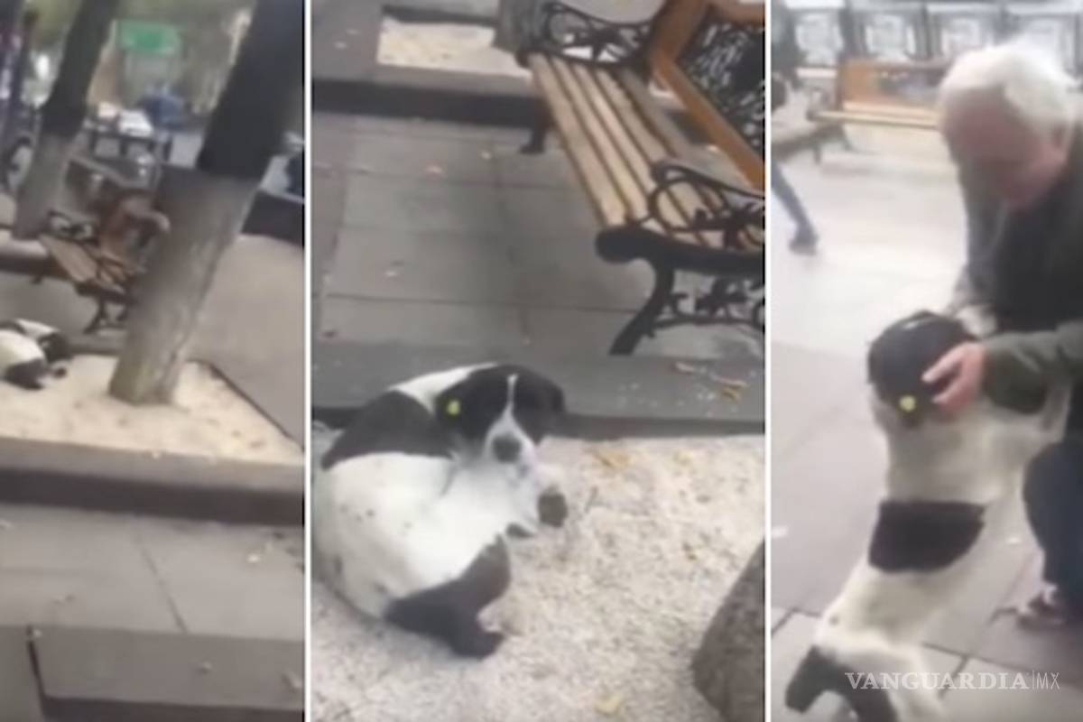El tierno momento en que un perro se reencuentra con su amo, tras vagar tres años en las calles