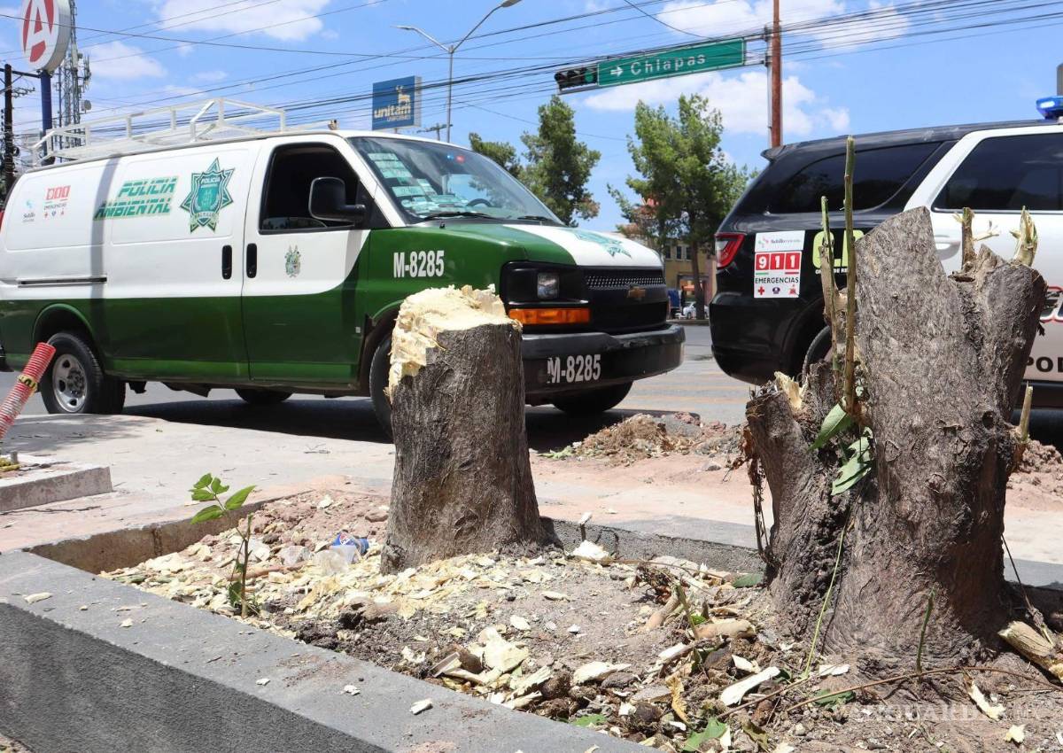 En Saltillo, derribar un árbol puede costar hasta reponer 50 ejemplares