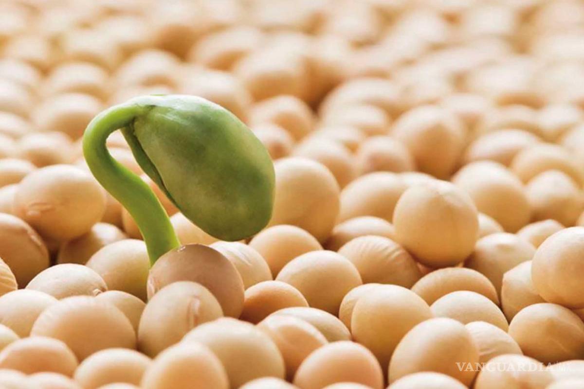 Soya: El frijol de los mitos