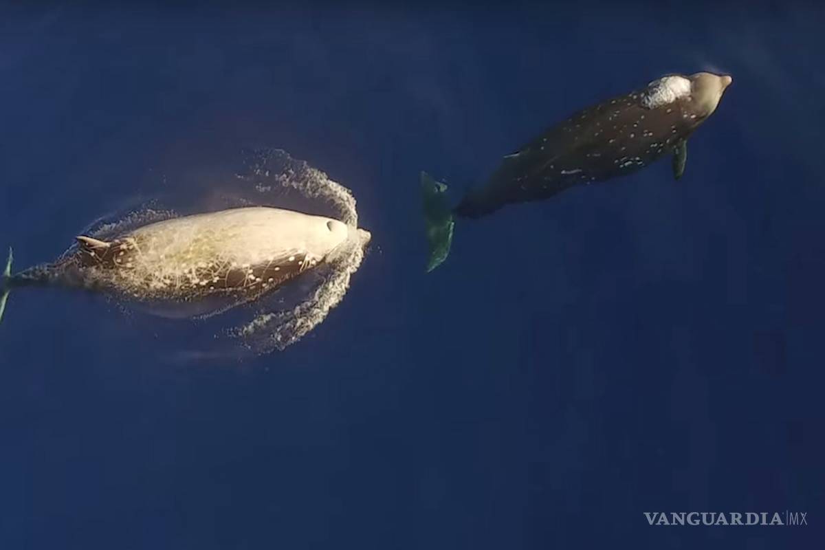 Dron capta al cetáceo más esquivo de los océanos en la Isla Guadalupe, Baja California