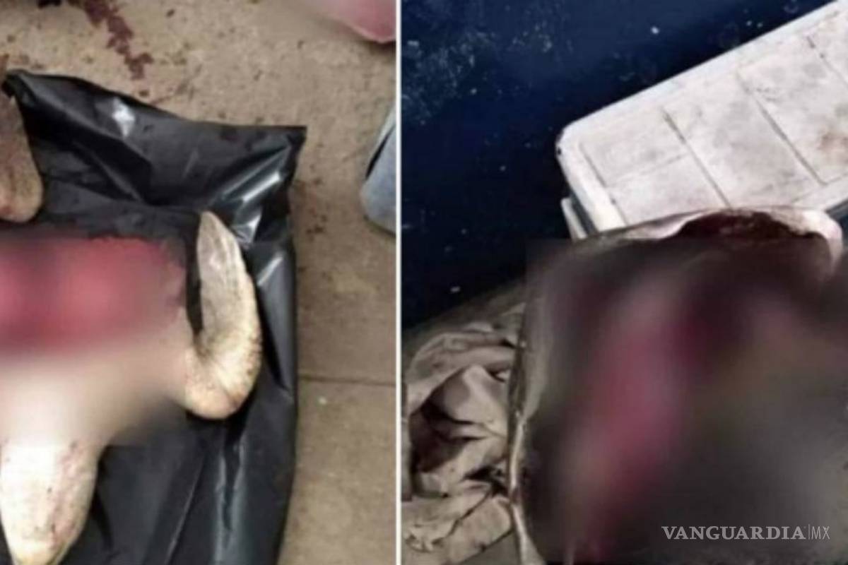 Detienen a 2 hombres en Mazatlán por destazar tortugas golfinas