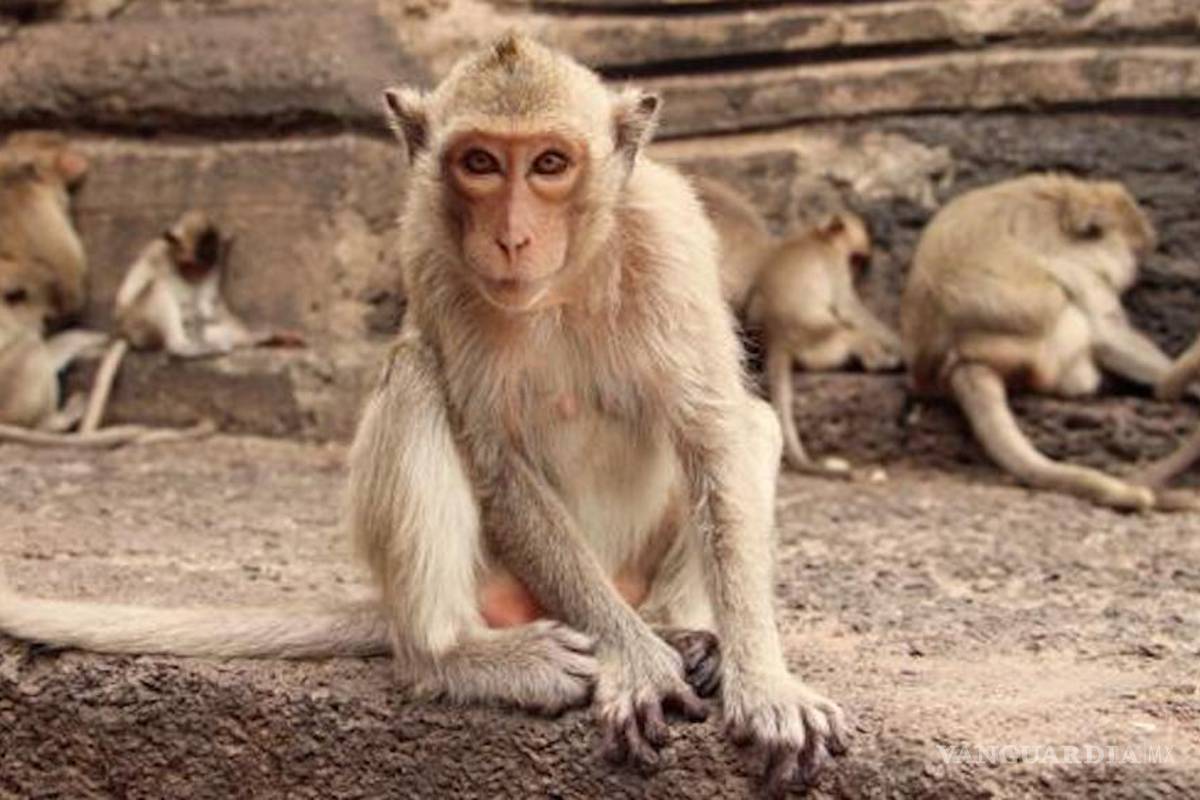 Un gupo de monos roban muestras de sangre de pacientes con COVID-19 en India