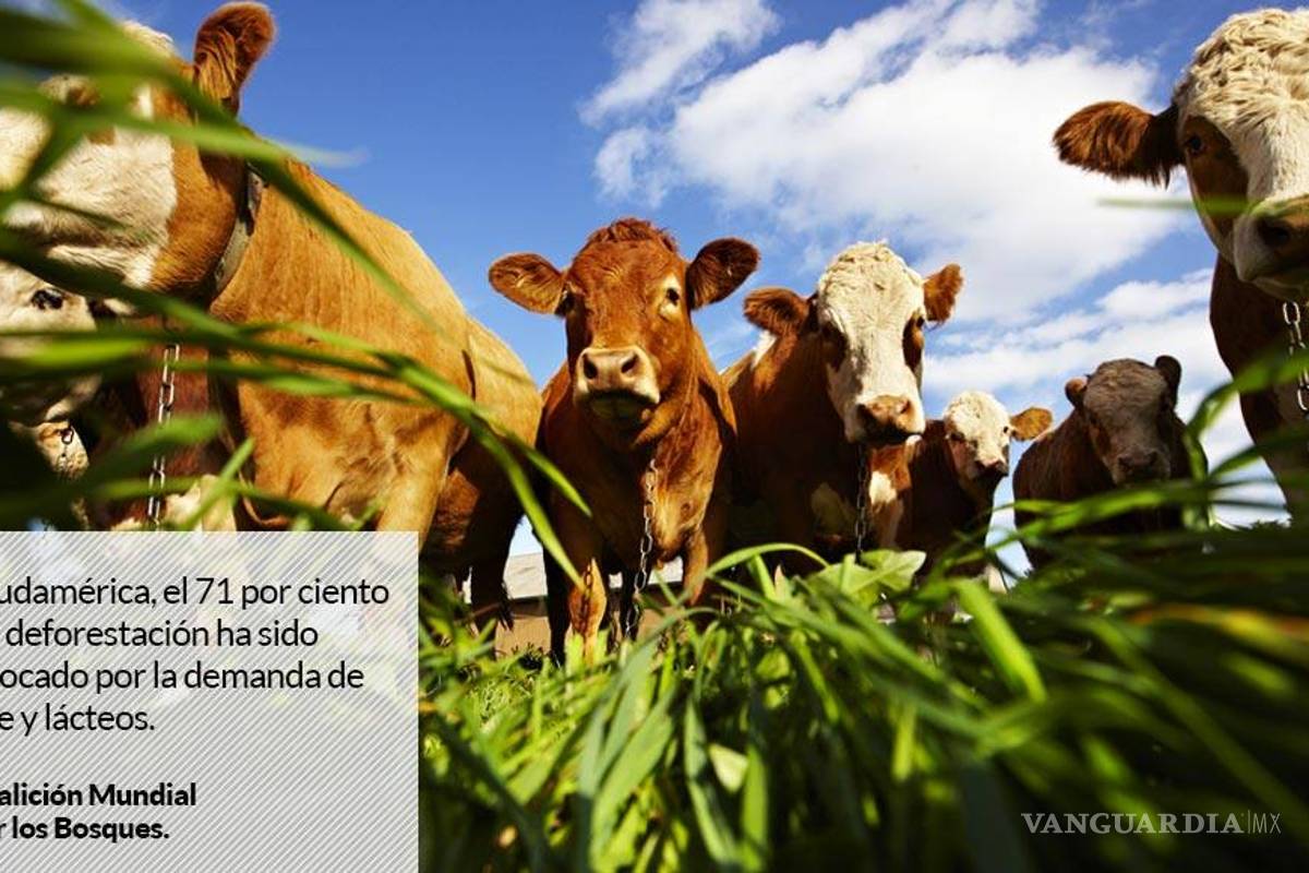Industria de carne y lácteos devasta bosques de México y AL