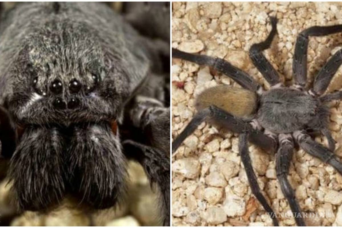 Descubren una nueva especie de araña gigante en México
