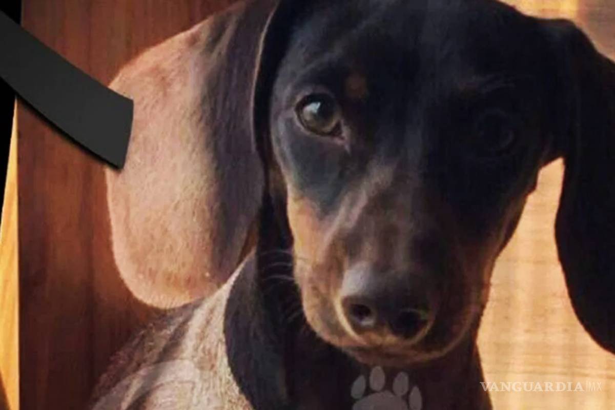 Joven que lanzó a perrita de edificio paga multa y queda libre; redes sociales piden #JusticiaParaMorita