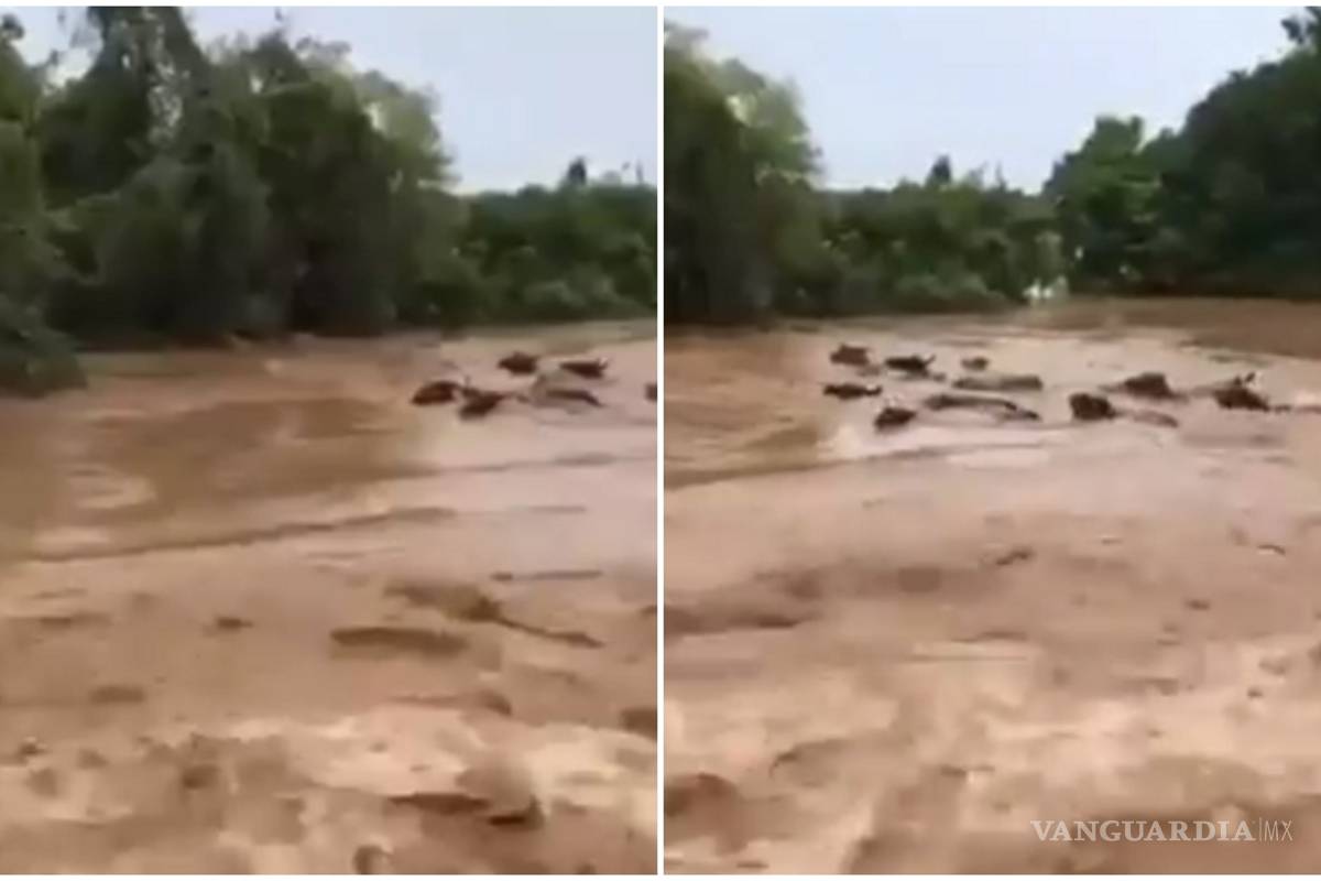 Vacas son arrastradas por río en Zacualpan, Nayarit tras paso de 'Hanna' (video)