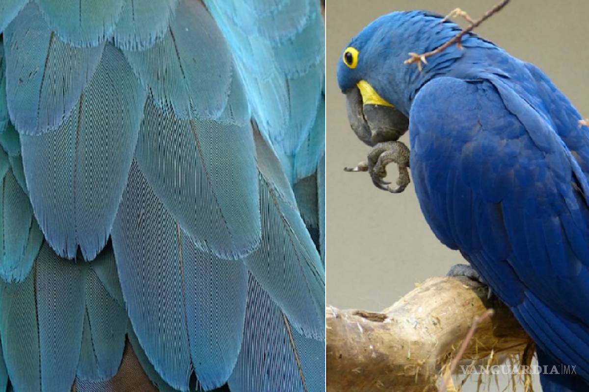 “Amazonas” de alas azules: la nueva especie de loro hallada en Yucatán, México