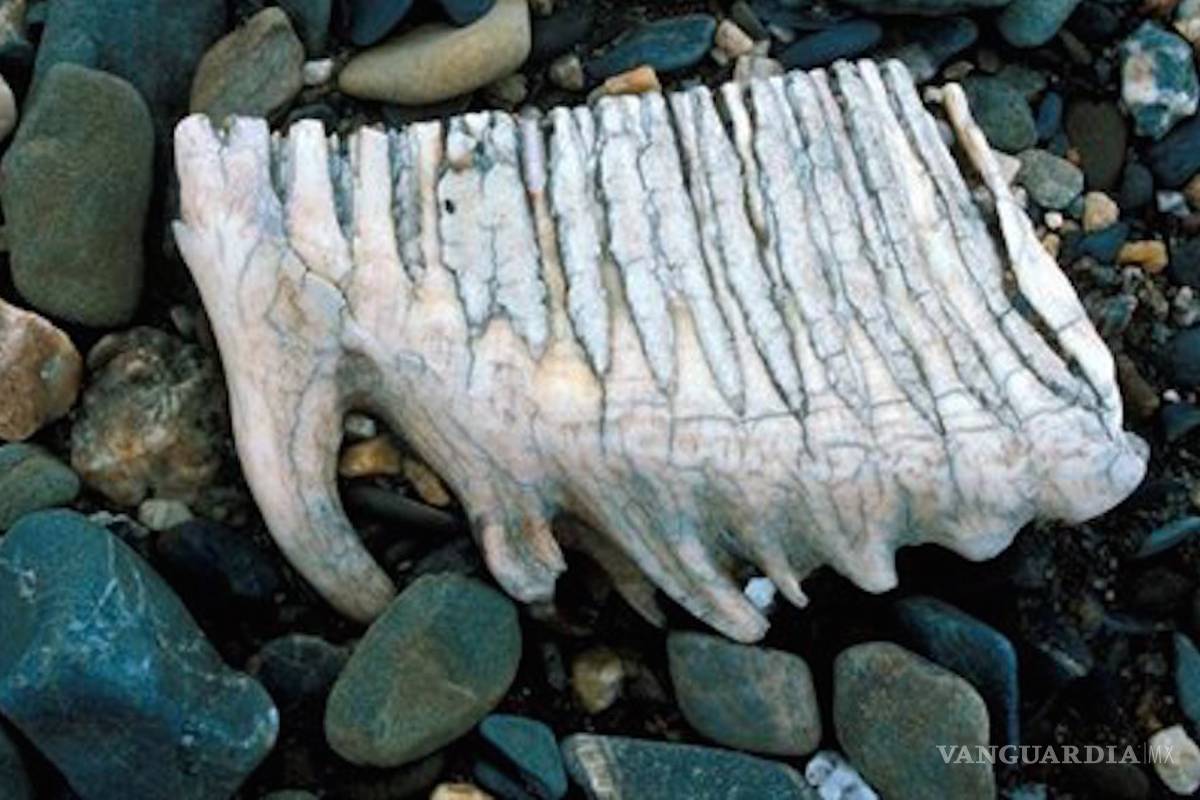 ¿Dónde, cuándo y por qué se extinguieron los últimos mamuts?