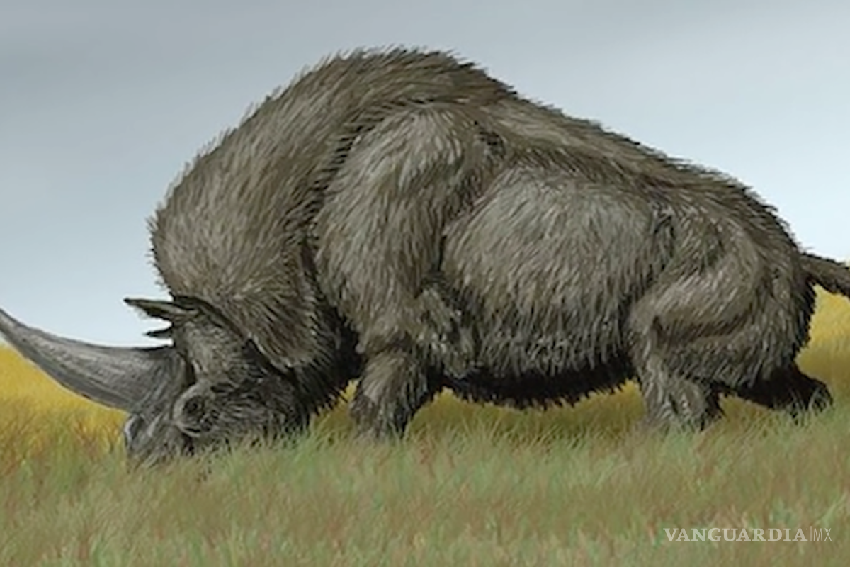 $!Estudio revela que los unicornios de hace 26 mil años se parecían más a los rinocerontes