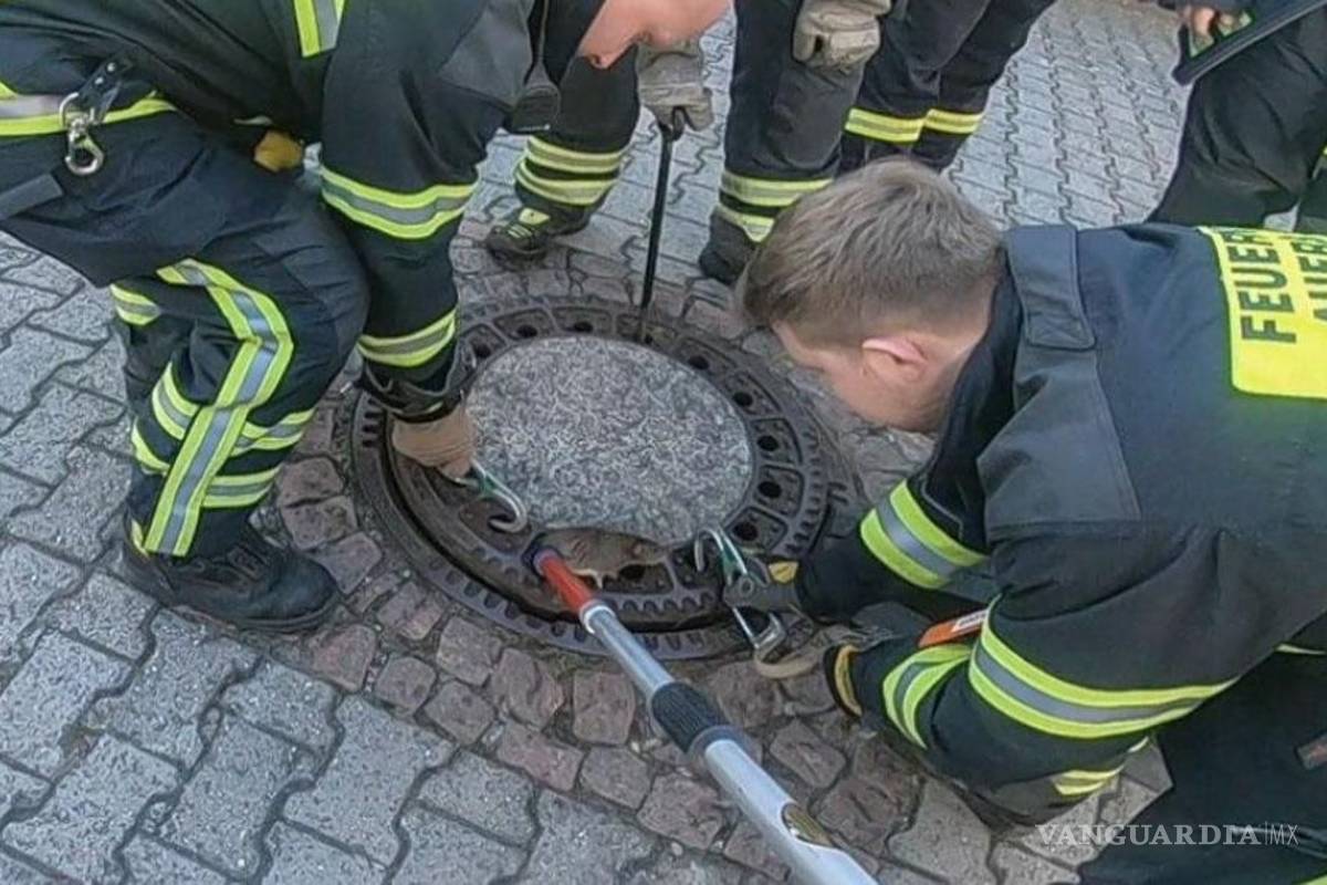 (Video) Bomberos rescatan a rata atorada en agujero de una alcantarilla