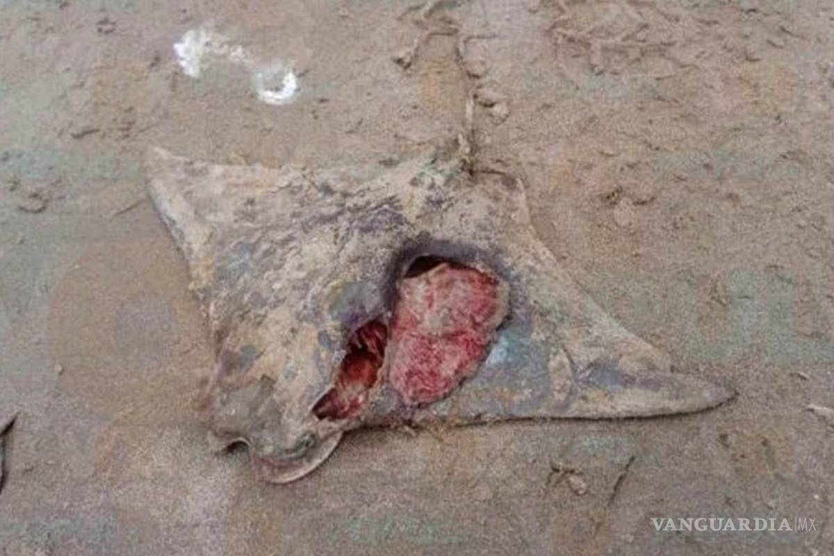 Pescadores encuentran 17 mantarrayas muertas en una playa de Tamaulipas