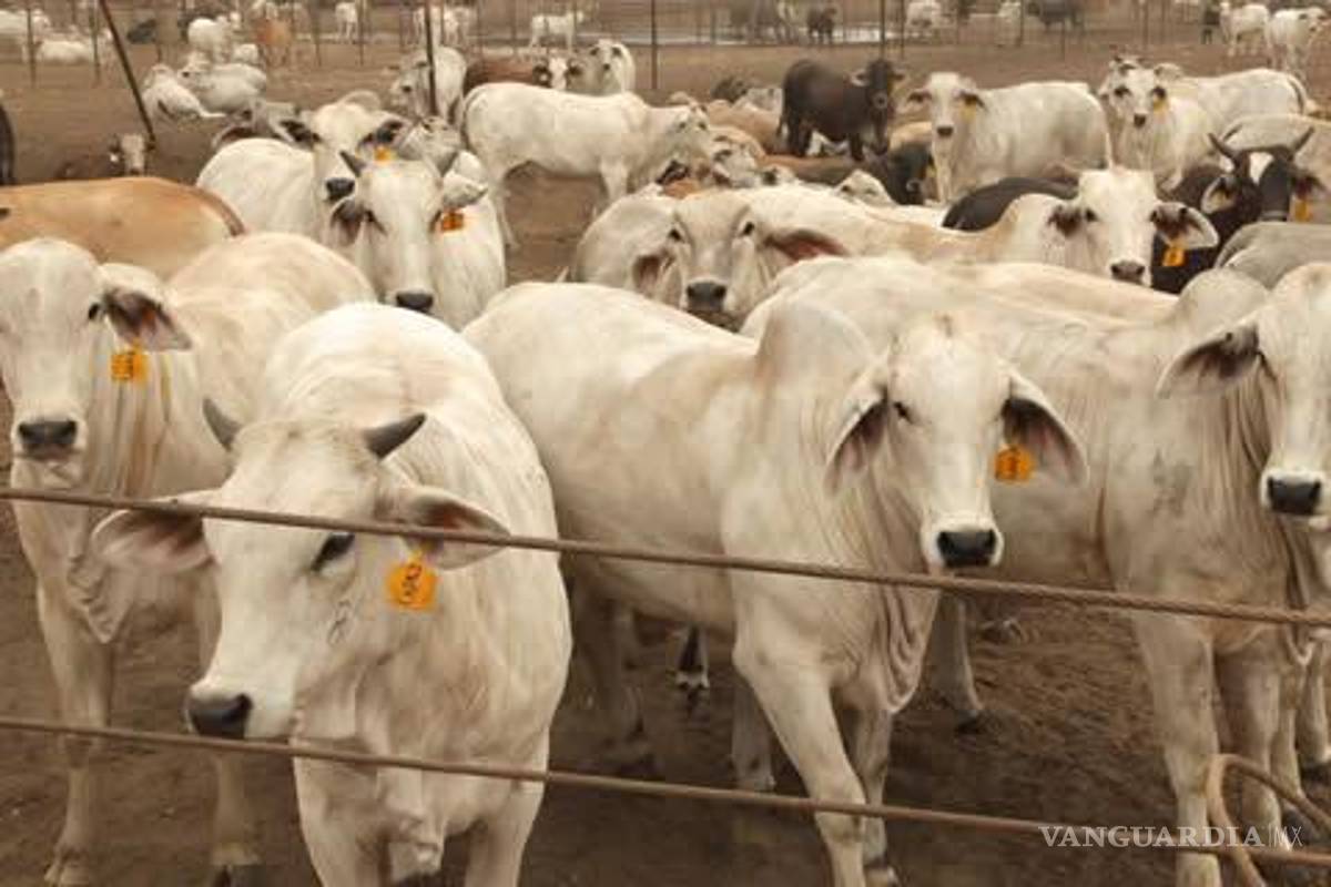 Mantienen blindaje contra gusano barrenador en Coahuila tras casos en Nuevo León