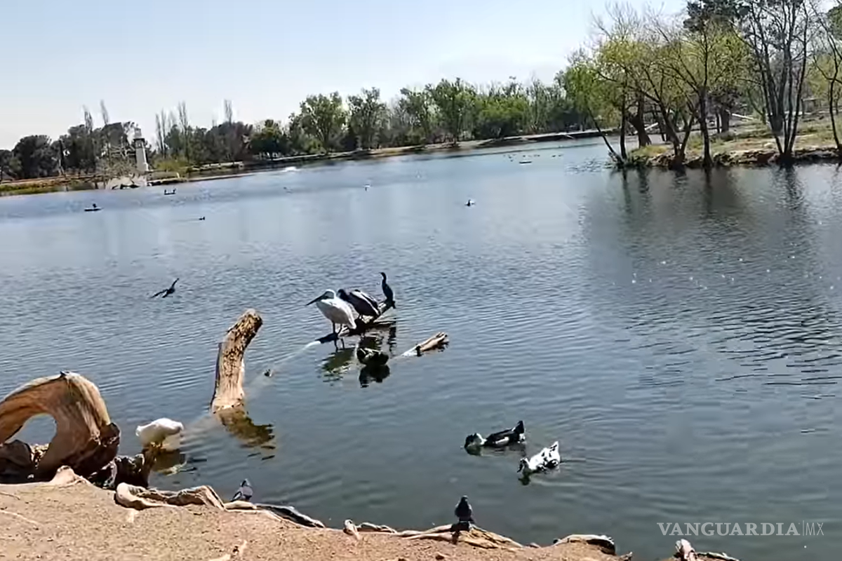 Saltillo: por sequía en NL, pelícanos, gansos y patos silvestres viajan a lago de la Ciudad Deportiva