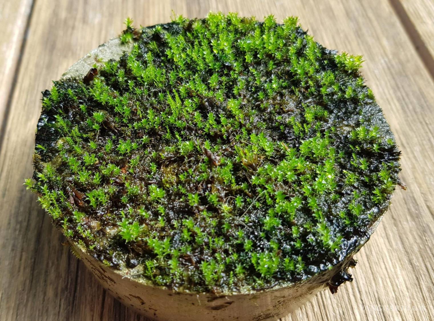 $!El diseño y el bienestar: Claves para crear un hogar saludable y armonioso, según una experta