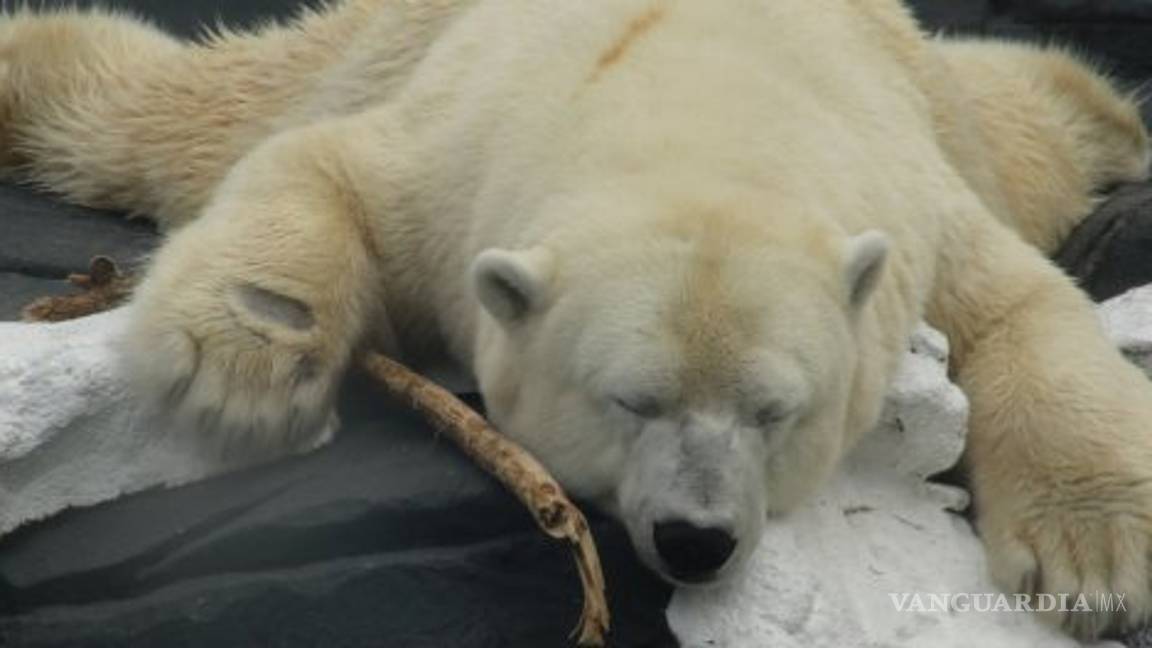 $!Osa polar de SeaWorld murió tras ser separada de su amiga de toda la vida