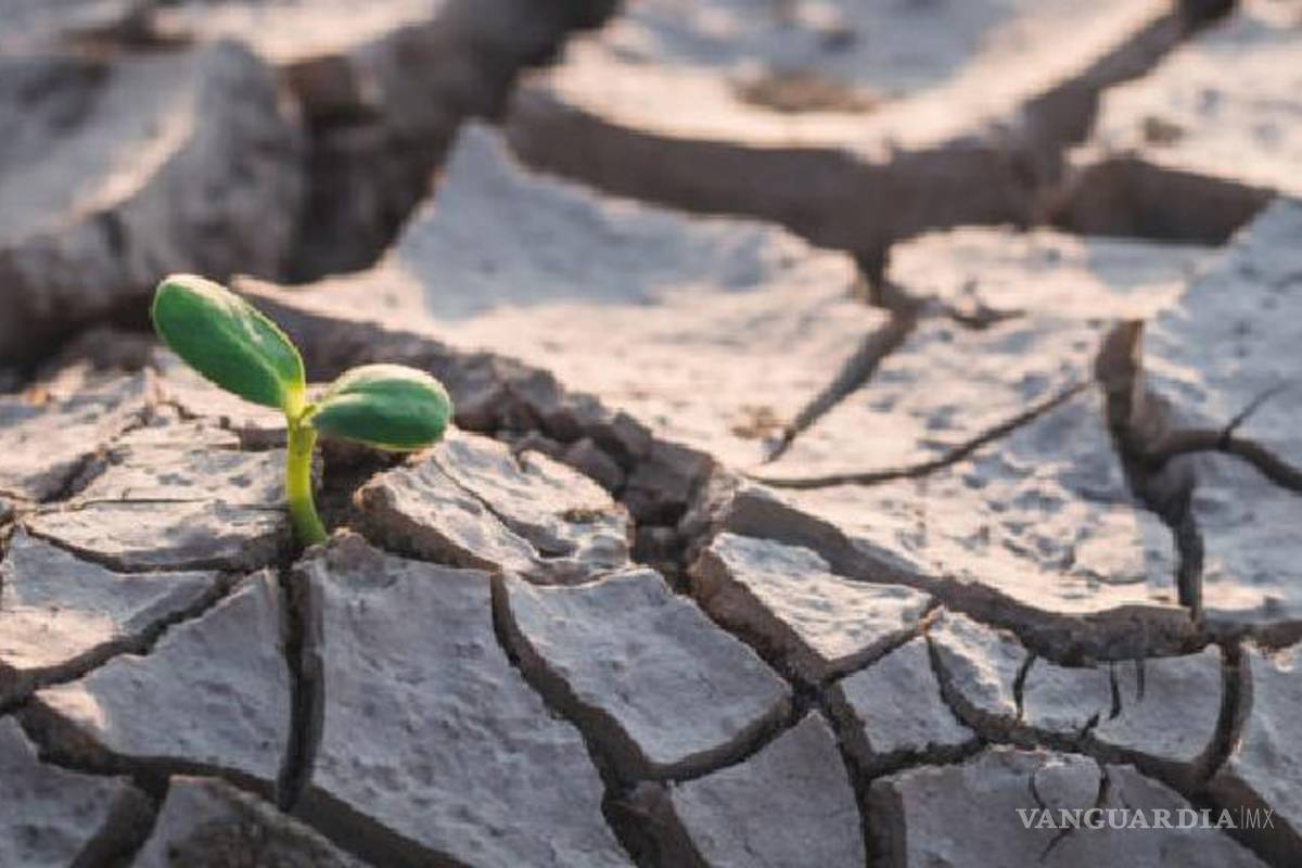 Tiene Coahuila inicio más seco en 12 años; es de los 8 estados con menos lluvias