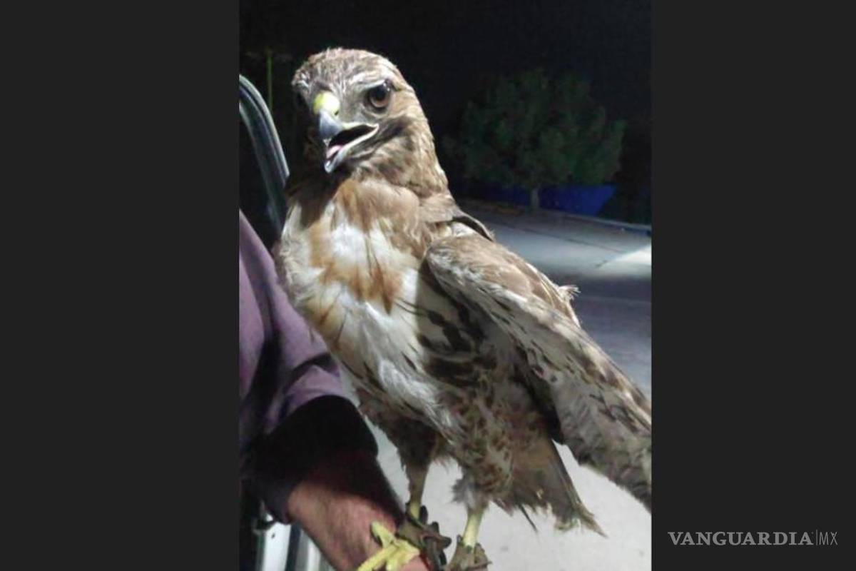 Saltillo: rescatan águila que ofrecían en ‘subasta’ por redes sociales